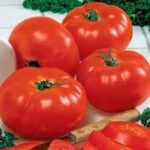 Beef tomato per kg
