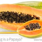 Large Papaya