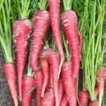 Pakistani carrot per kg
