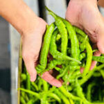 Turkish long chilli per kg