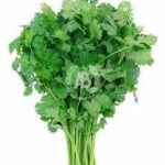 Coriander bunch